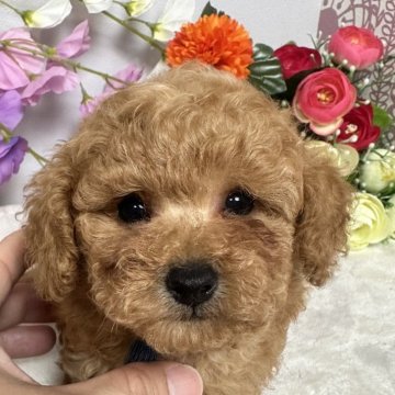 トイプードル(タイニー)【岡山県・男の子・2024年6月18日・レッド】の写真「兄弟でオーナー様待ってます🙇🏼」