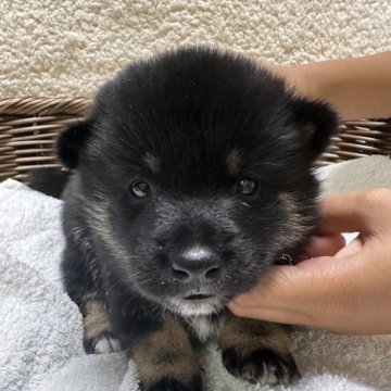 柴犬(豆柴)【岡山県・男の子・2023年10月7日・黒】の写真「渋い黒色の子😊」