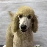 スタンダードプードル【岡山県・女の子・2024年6月25日・アプリコット】の写真1