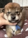 柴犬(標準サイズ)【岡山県・男の子・2024年9月28日・赤】の写真5