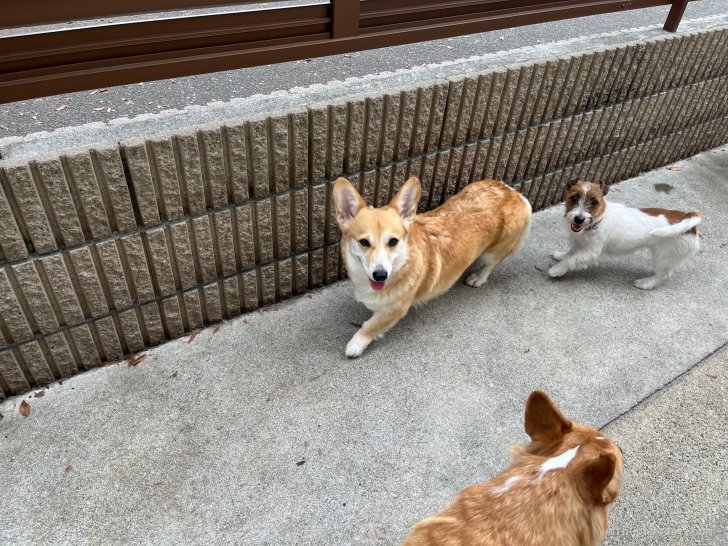 仲良くドッグランで遊んでます☺︎｜田中　清(たなか　きよし)ブリーダー(千葉県・トイプードルなど・JKC登録)の紹介写真4