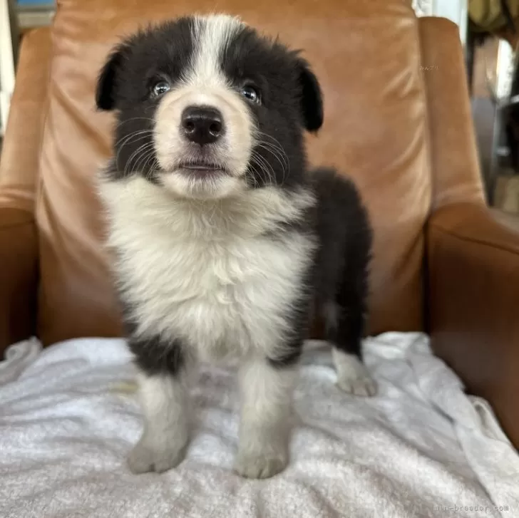 ID:2506-04134の子犬