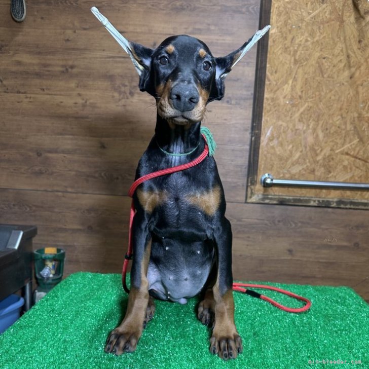 ブリーダー画像