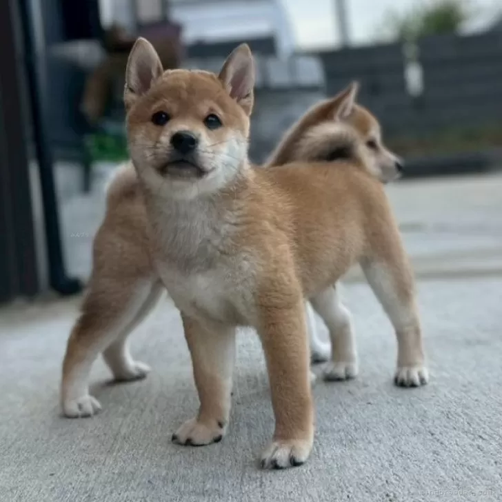 Y.T 様のお迎えした子犬