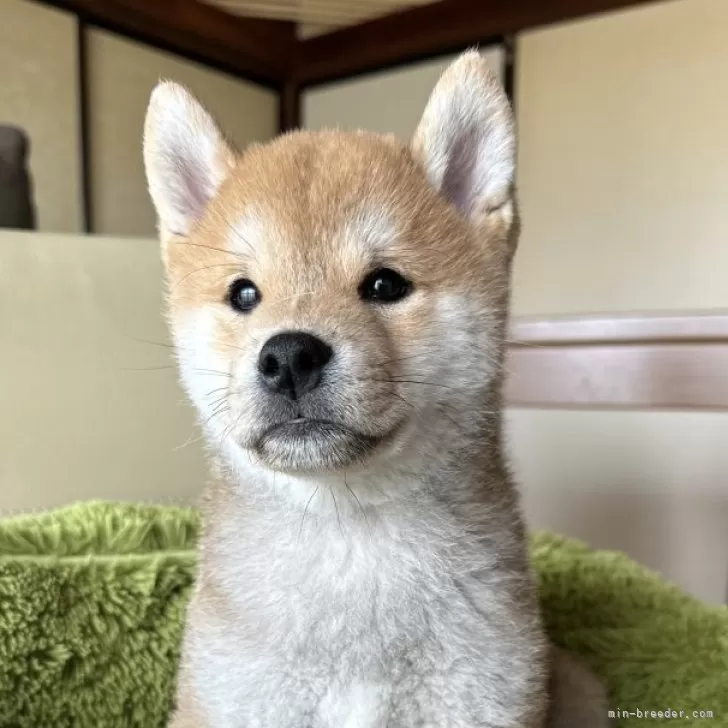 Y.M 様のお迎えした子犬
