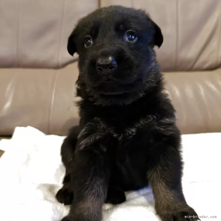 ID：2505-02669の子犬