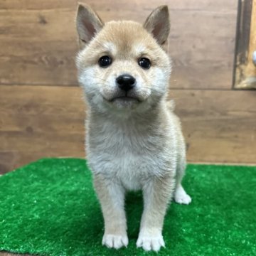 柴犬(豆柴)【宮城県・男の子・2024年11月18日・赤毛】の写真「3代祖 豆柴くん♬」