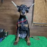 ドーベルマン【宮城県・女の子・2025年7月9日・ブラックタン】の写真1