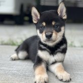 柴犬(豆柴)