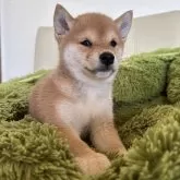 豆柴