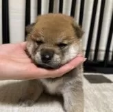 豆柴