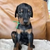 ドーベルマン【宮城県・女の子・2025年7月9日・ブラックタン】の写真2