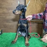 ドーベルマン【宮城県・女の子・2025年7月9日・ブラックタン】の写真2