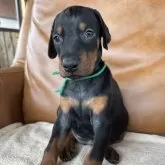 ドーベルマン【宮城県・女の子・2025年7月9日・ブラックタン】の写真3