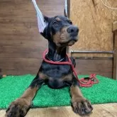 ドーベルマン【宮城県・男の子・2025年7月9日・ブラックタン】の写真2