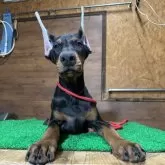 ドーベルマン【宮城県・男の子・2025年7月9日・ブラックタン】の写真4