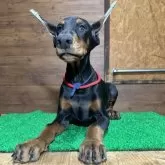 ドーベルマン【宮城県・女の子・2025年7月9日・ブラックタン】の写真2