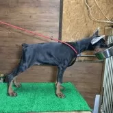 ドーベルマン【宮城県・女の子・2025年7月9日・ブラックタン】の写真5