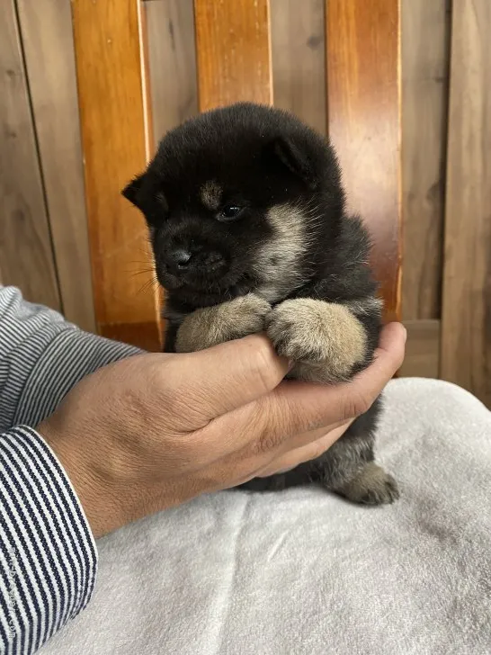 ID:2201-01897の子犬