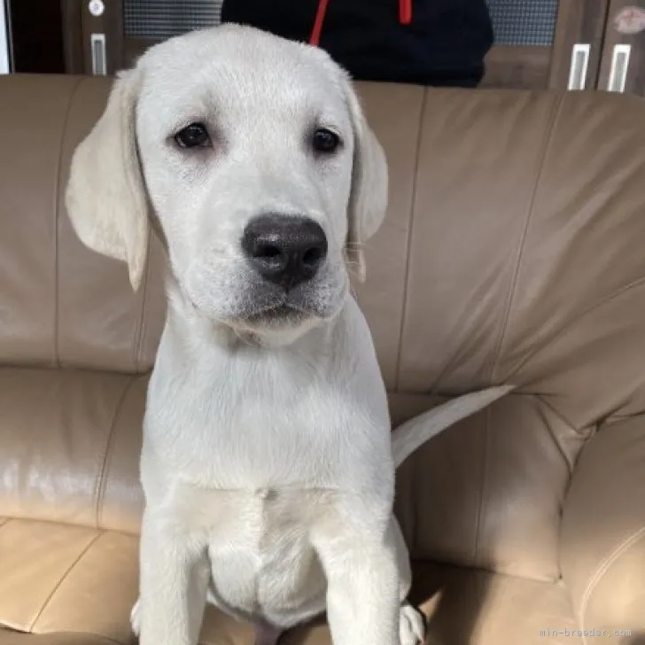 しぇりー 様のお迎えした子犬