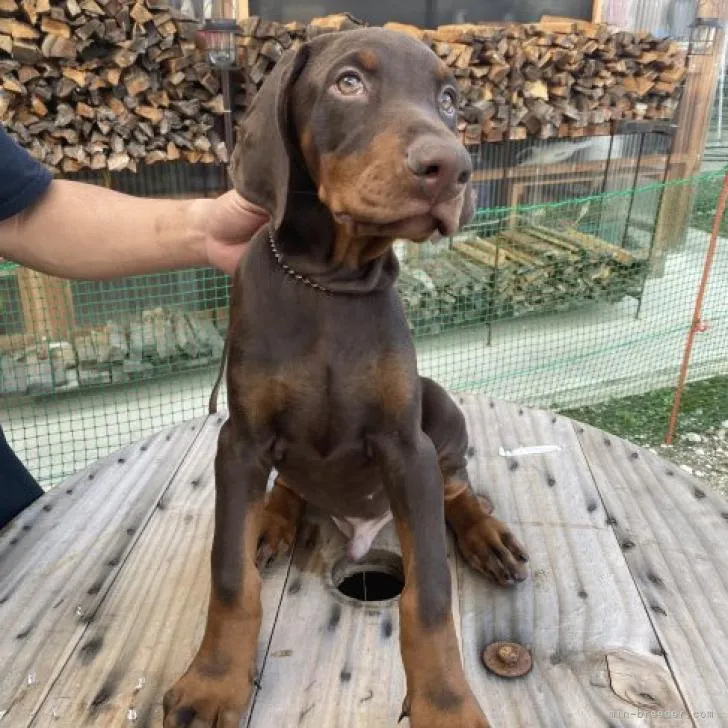 ID：2209-02681の子犬