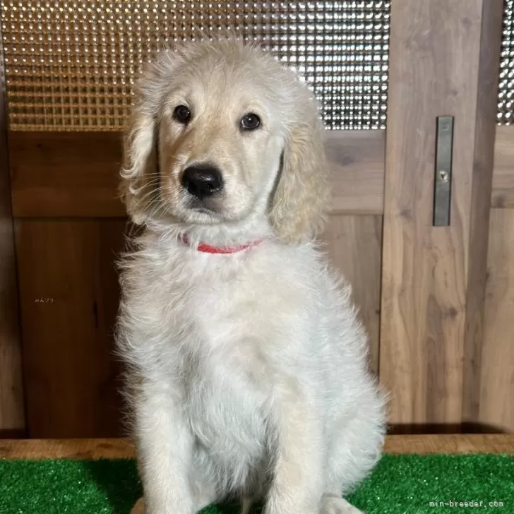 ID:2409-03627の子犬