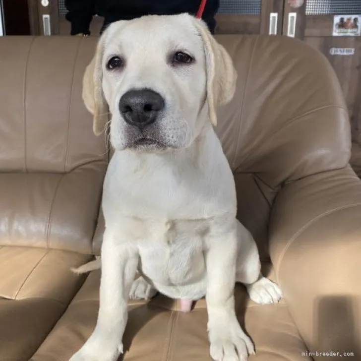 ID:2212-00735の子犬