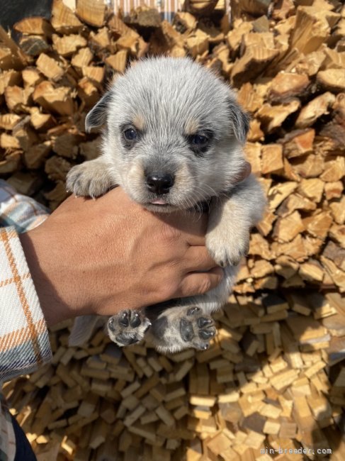 オーストラリアン キャトル ドッグ 宮城県 女の子 21年10月28日 ブルー お父さんはオーストラリアチャンピオン みんなのブリーダー 子犬id 2111 オーストラリアン キャトル ドッグ 宮城県 女の子 21年10月28日 ブルー お父さんはオーストラリアチャンピオン みんなのブリーダー 子犬id 2111