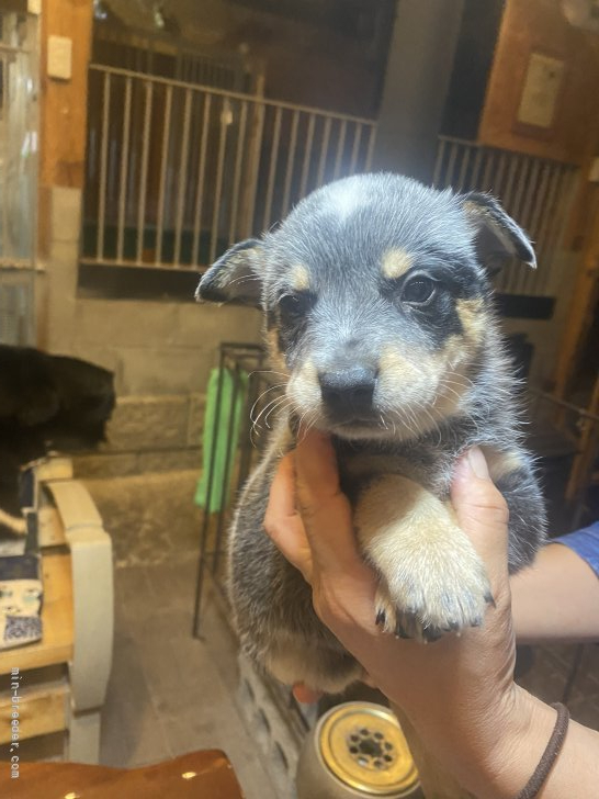 オーストラリアン キャトル ドッグ 宮城県 男の子 21年9月1日 ブルーブラック タン お父さんはオーストラリアチャンピオン みんなの ブリーダー 子犬id 2110 オーストラリアン キャトル ドッグ 宮城県 男の子 21年9月1日 ブルーブラック タン お父さんはオーストラリアチャンピオン みんなの ブリーダー 子犬id 2110