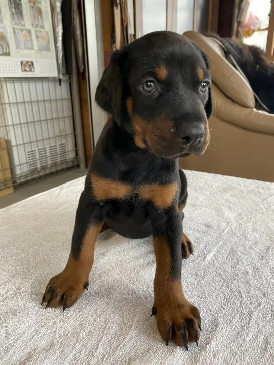 ID：2109-00627の子犬