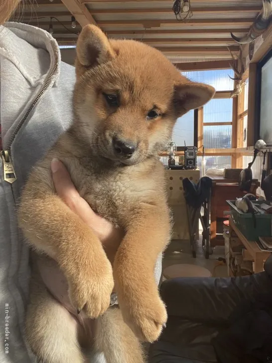 ID:2101-01622の子犬