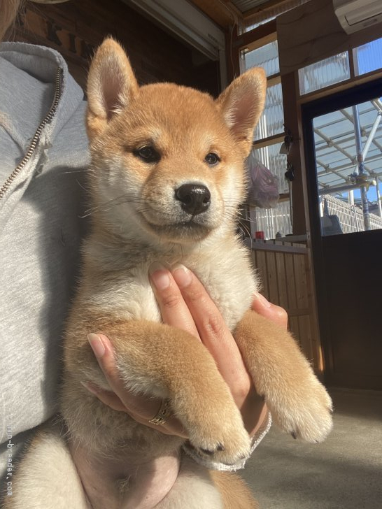 柴犬 宮城県 男の子 年10月10日 赤毛 父犬 黒豆柴 母犬 赤豆柴認定犬 みんなのブリーダー 子犬id 2101 柴犬 宮城県 男の子 年10月10日 赤毛 父犬 黒豆柴 母犬 赤豆柴認定犬 みんなのブリーダー 子犬id 2101