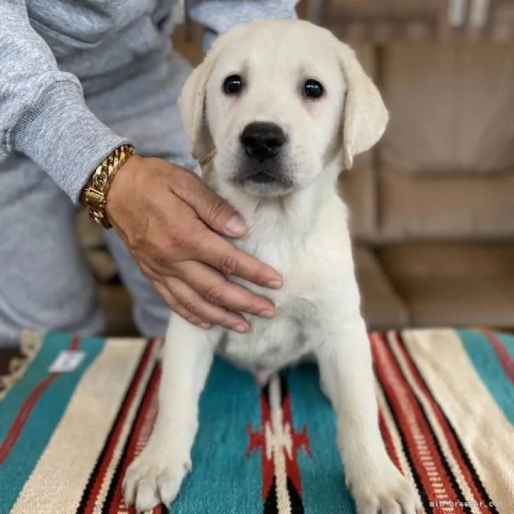 ID：2212-00736の子犬