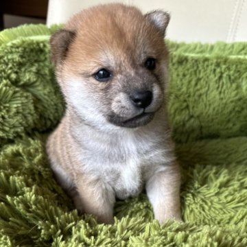 柴犬(豆柴)【宮城県・女の子・2024年1月11日・赤毛】の写真「3代祖豆柴ちゃん♬︎」