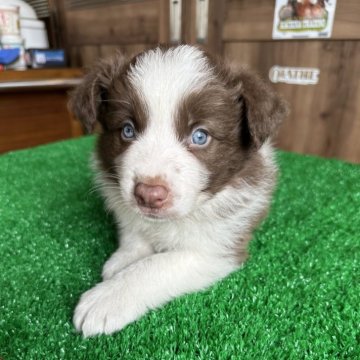 ボーダーコリー【宮城県・男の子・2024年4月22日・イザベラ&ホワイト】の写真「大人しい子です♬︎」