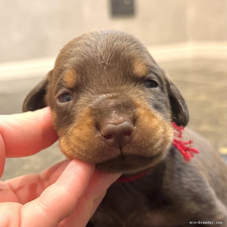 ブリーダー画像