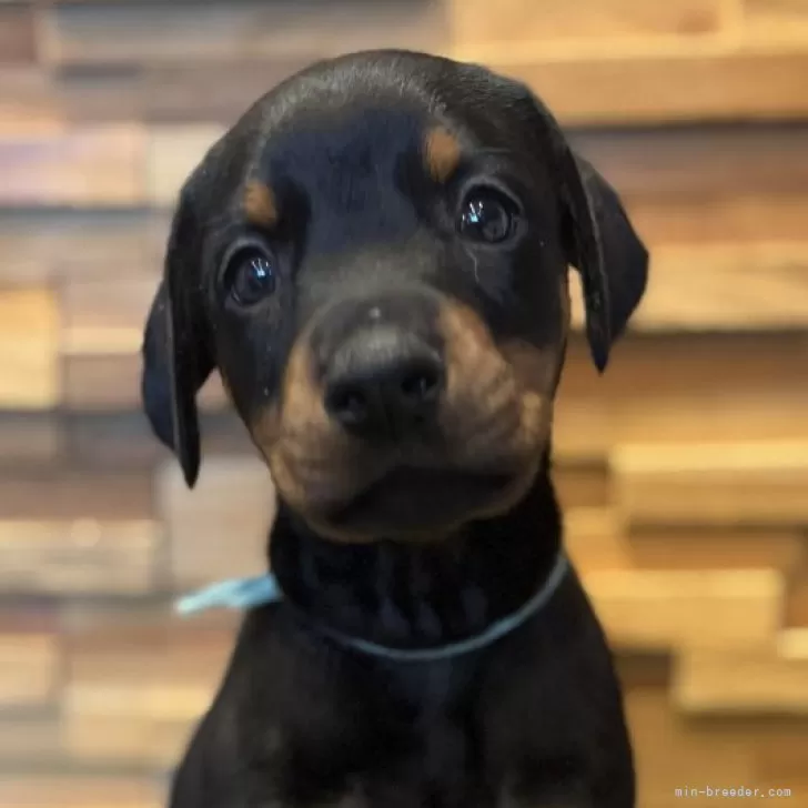 ID:2412-07051の子犬