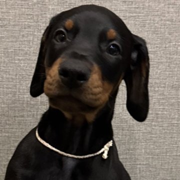 ドーベルマン【東京都・男の子・2024年11月25日・ブラックタン】の写真「日本警察犬協会の優良血統！」