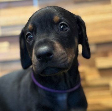 ドーベルマン【東京都・女の子・2024年11月25日・ブラックタン】の写真「日本警察犬協会の優良血統！」