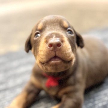 ドーベルマン【東京都・女の子・2025年11月10日・チョコレートタン】の写真「日本警察犬協会の優良血統✨ヨーロッパタイプです❗️」