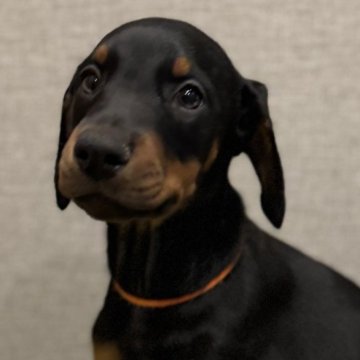 ドーベルマン【東京都・女の子・2024年11月25日・ブラックタン】の写真「日本警察犬協会の優良血統！」