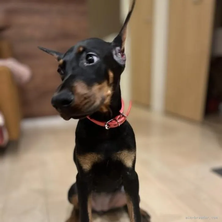 ID：2209-00583の子犬