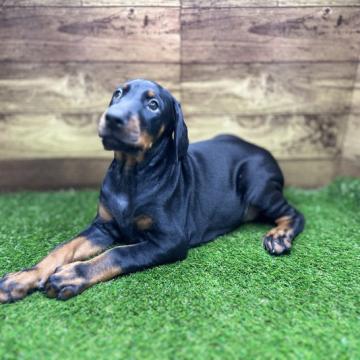 ドーベルマン【東京都・男の子・2022年8月15日・ブラックタン】の写真「父親が埼玉県警本部の嘱託犬で良血統‼️」