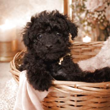 トイプードル(タイニー)【栃木県・男の子・2026年1月26日・ブラック】の写真「3兄妹の長男
1番おちびです」