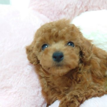 ティーカッププードル【岡山県・女の子・2025年8月9日・レッド】の写真「ハロウィン感謝祭」