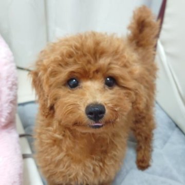 トイプードル(トイ)【岡山県・男の子・2025年6月2日・レッド】の写真「ハロウィン感謝祭」