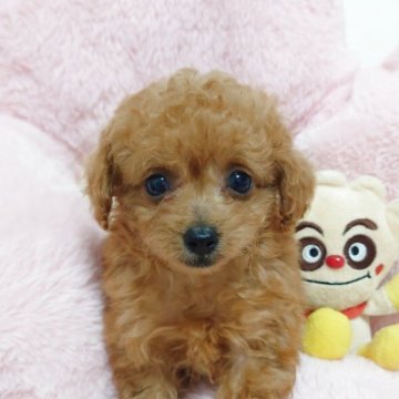 ティーカッププードル【岡山県・男の子・2025年8月9日・レッド】の写真「ハロウィン感謝祭」