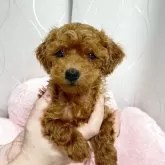 タイニープードル