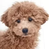 トイプードル(トイ)