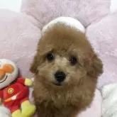 タイニープードル